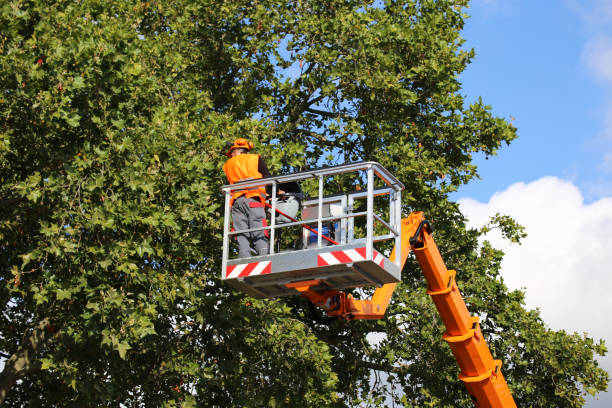 Residential Tree Removal in Walhalla, SC